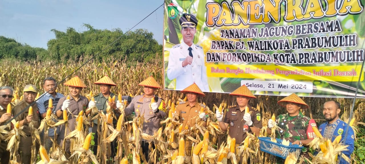 PANEN RAYA JAGUNG Jgung.jpg