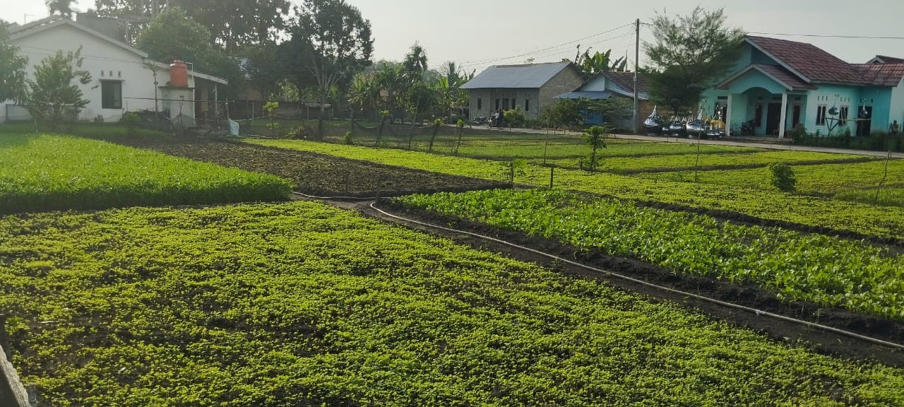 sayur.jpg